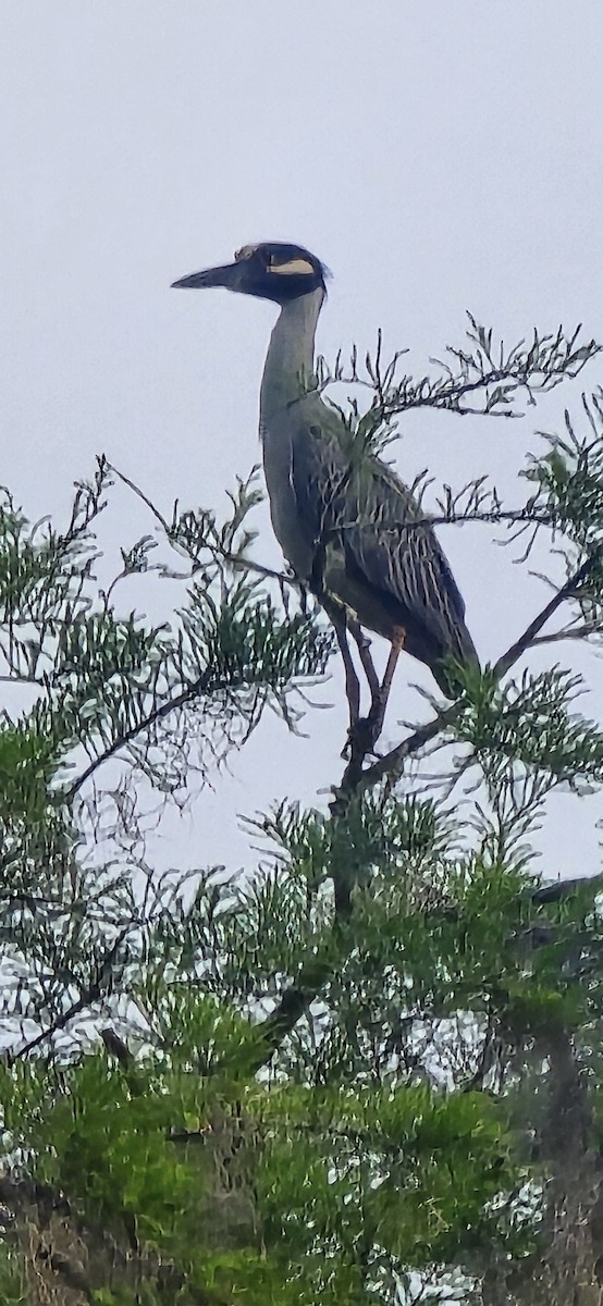 Yellow-crowned Night Heron - ML633342101