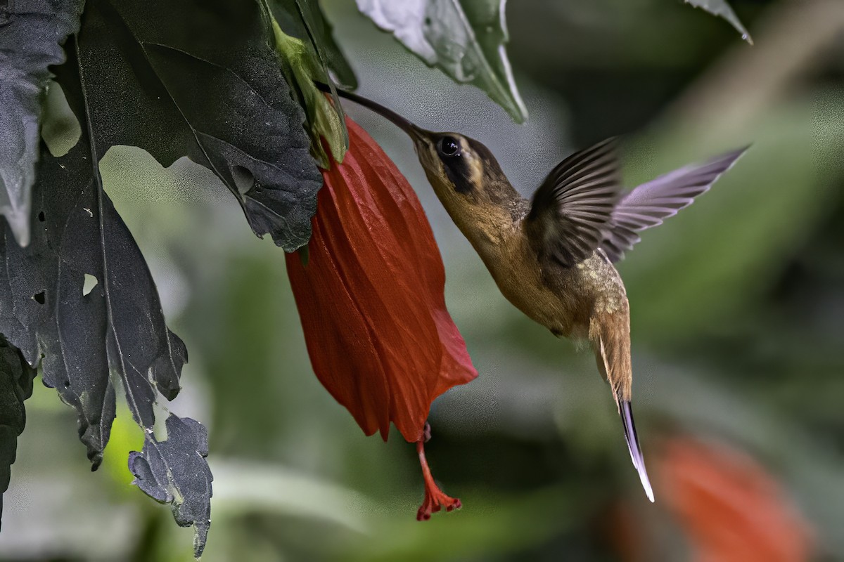 Gray-chinned Hermit - Sandy & Bob Sipe