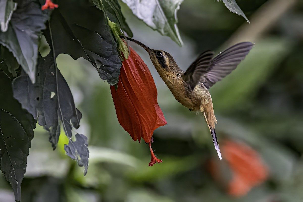 Gray-chinned Hermit - Sandy & Bob Sipe