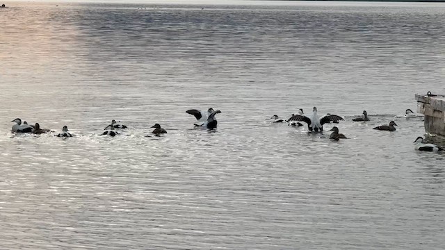 Common Eider (Eurasian) - ML633342176