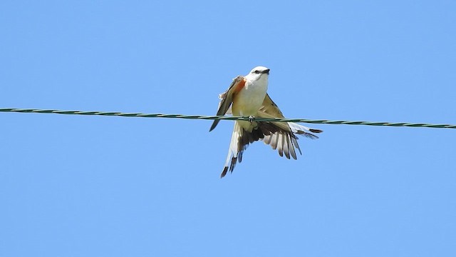 Scissor-tailed Flycatcher - ML633342242
