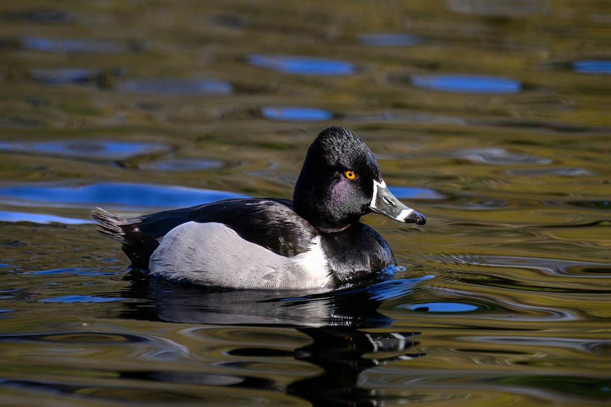 Ring-necked Duck - ML633342248