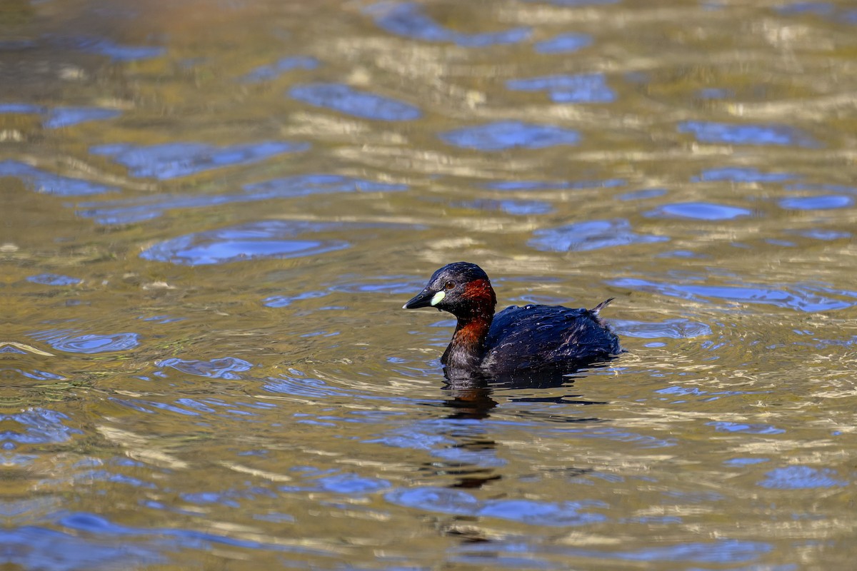 Little Grebe - ML633342295