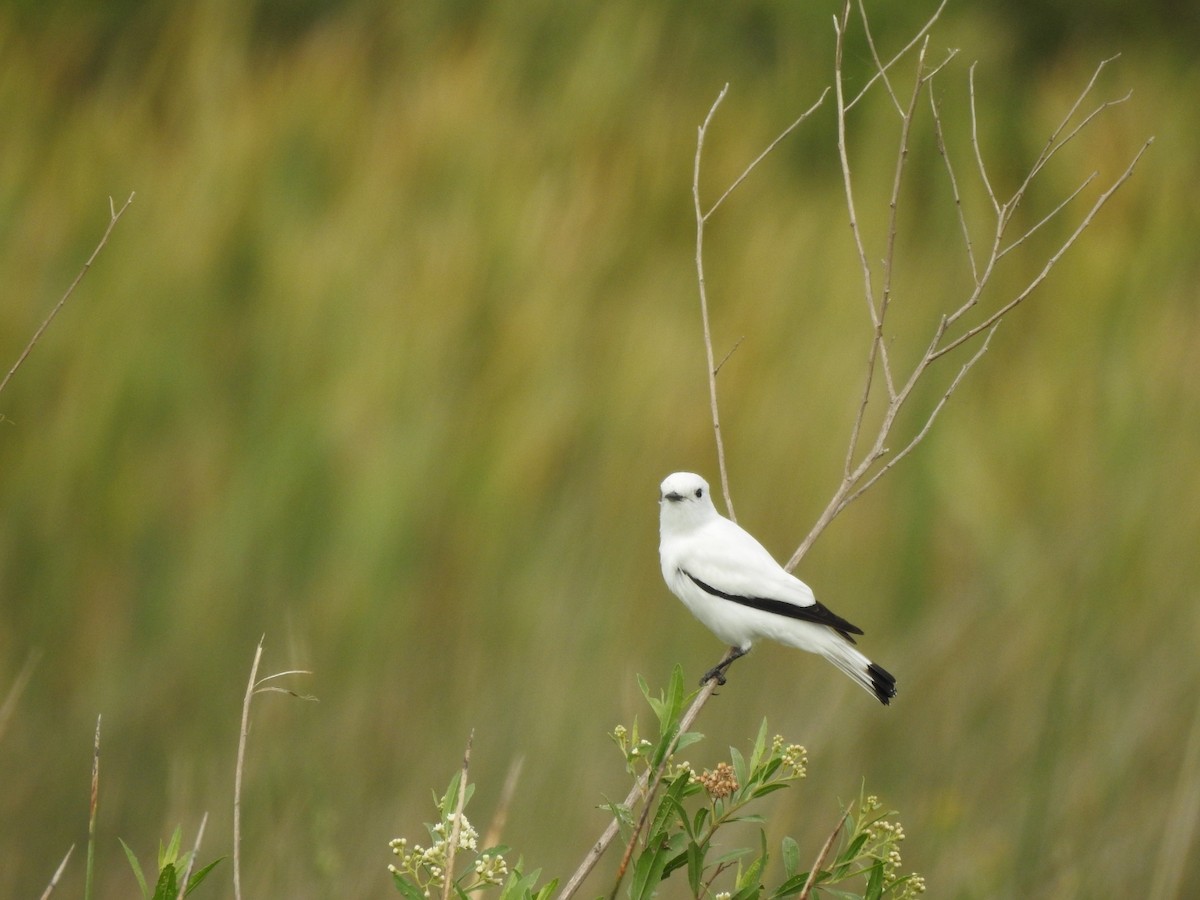 White Monjita - ML633342333