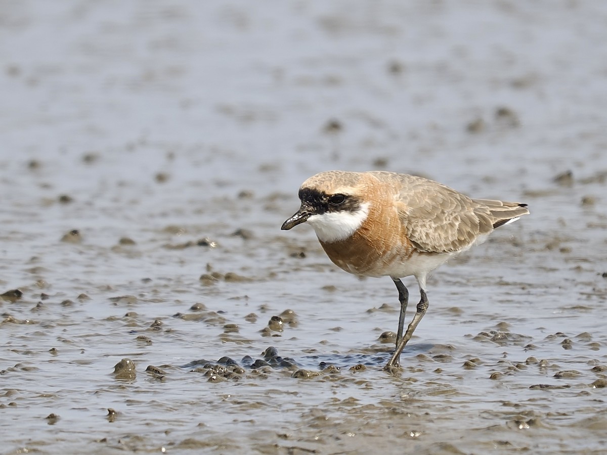Tibetan Sand-Plover - ML633342395