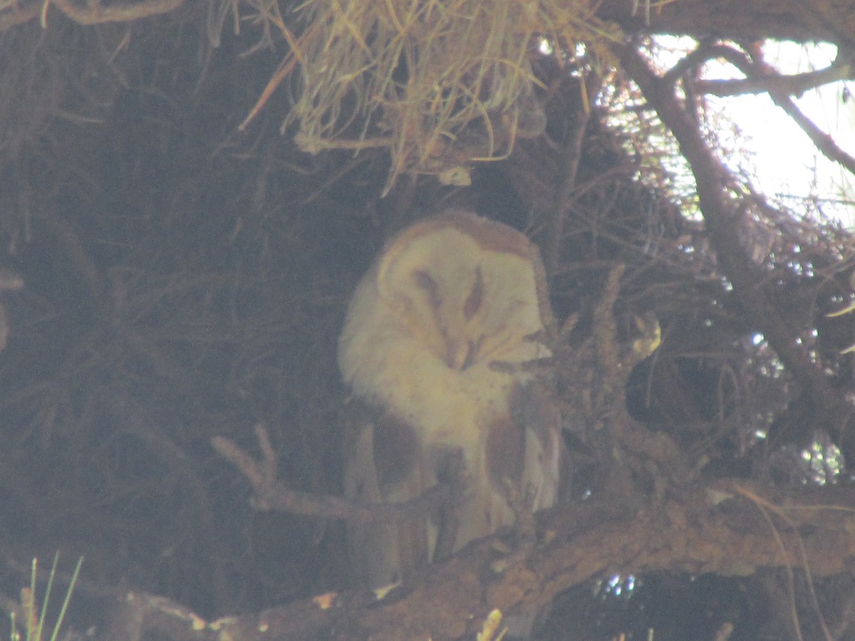 American Barn Owl (White-winged) - ML633342418
