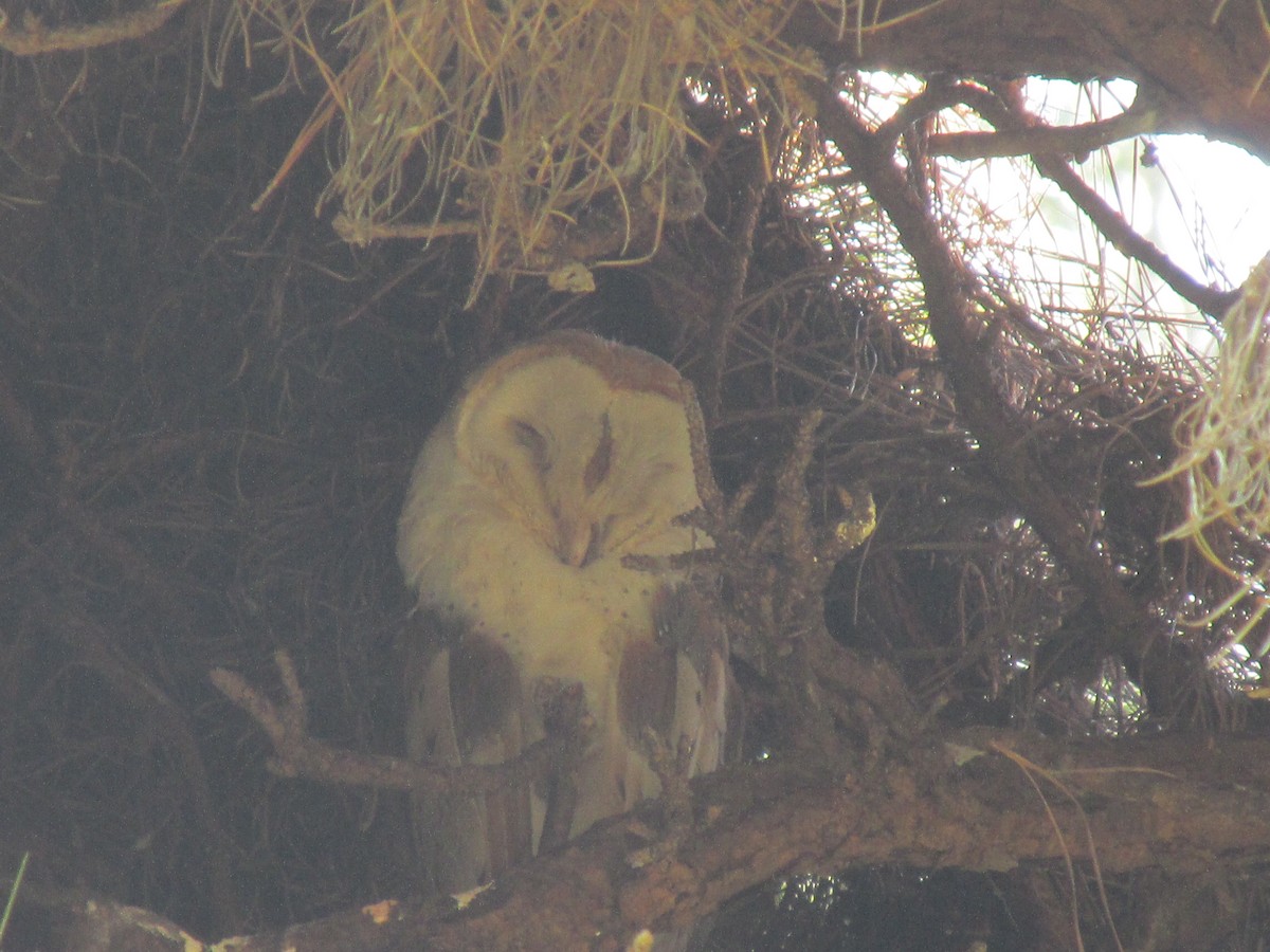 American Barn Owl (White-winged) - ML633342419