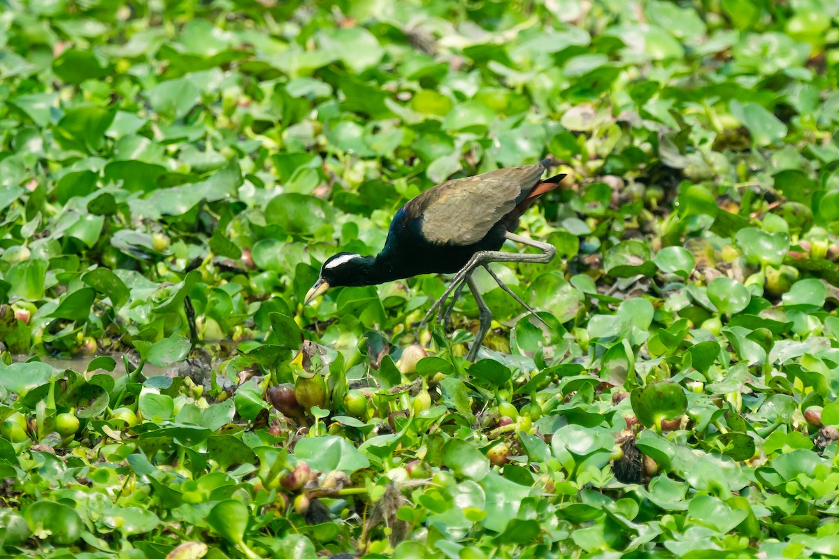 Jacana bronzé - ML633342541