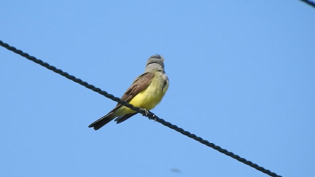 Western Kingbird - ML633342555