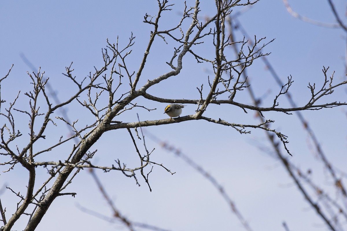 Indianergoldhähnchen - ML633342557