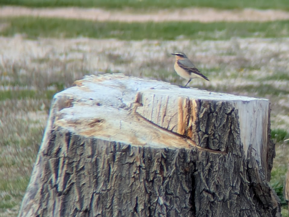 Northern Wheatear - ML633342581