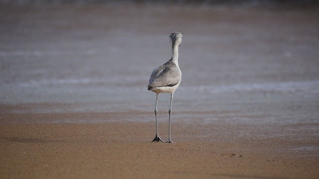 Crab-Plover - ML633342617
