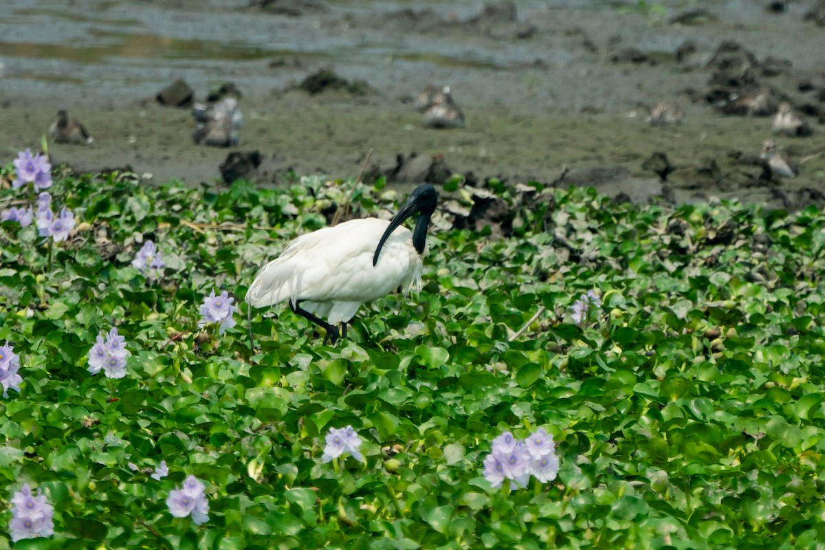 Ibis à tête noire - ML633342639
