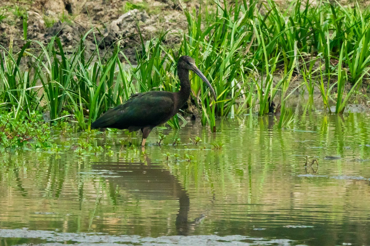 Ibis falcinelle - ML633342644