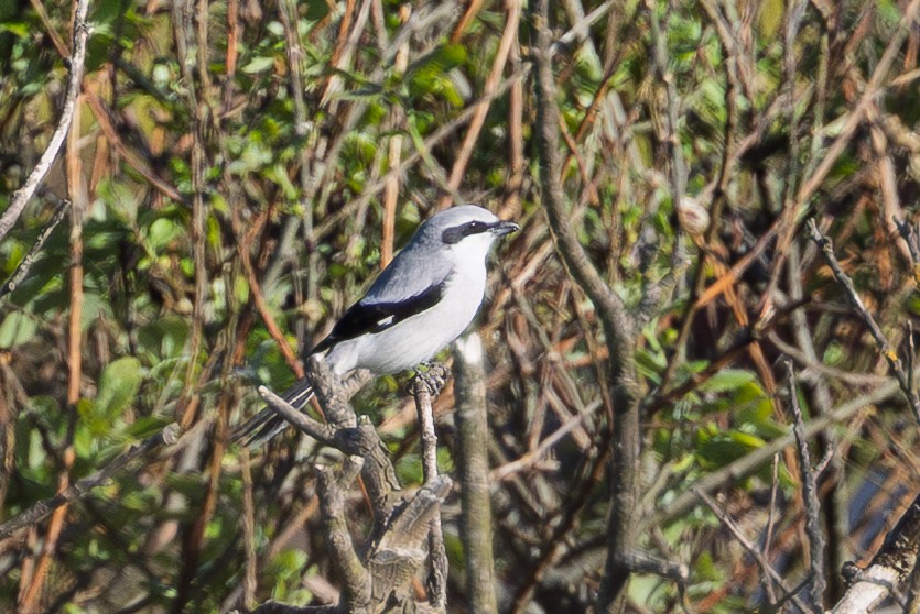 Great Gray Shrike - ML633342653