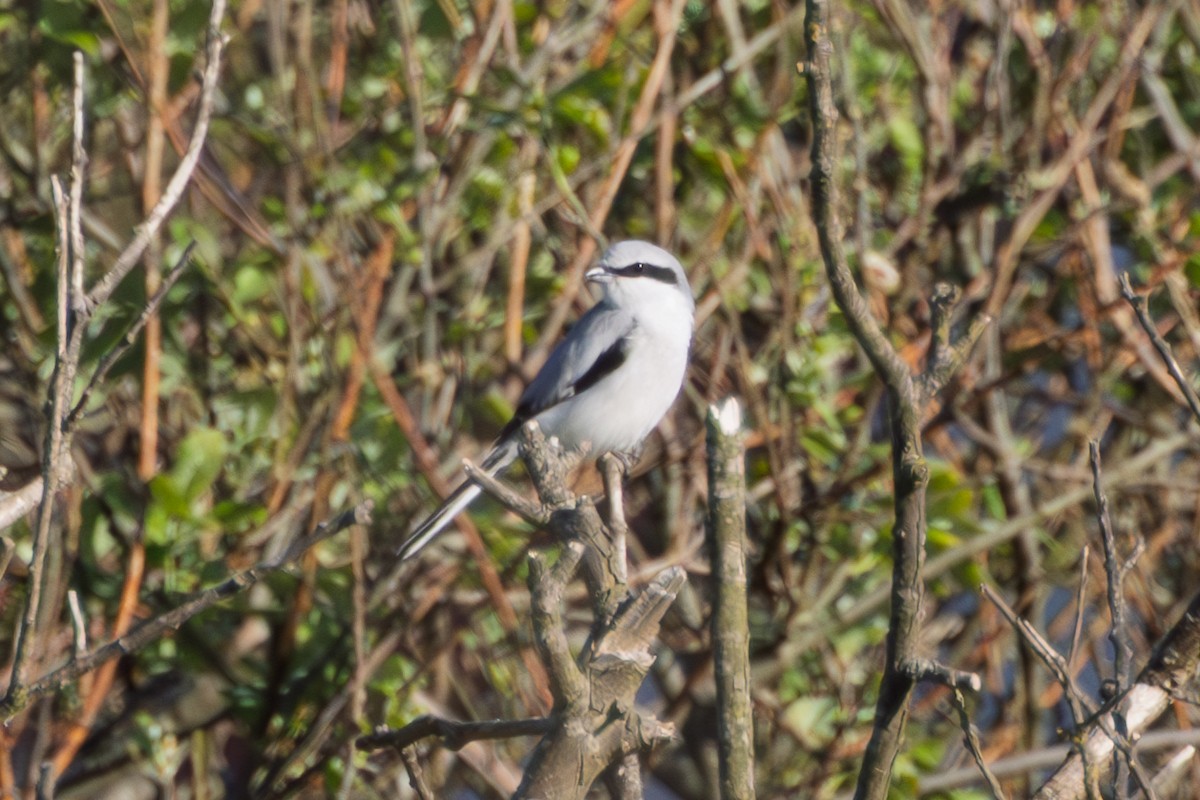 Great Gray Shrike - ML633342654