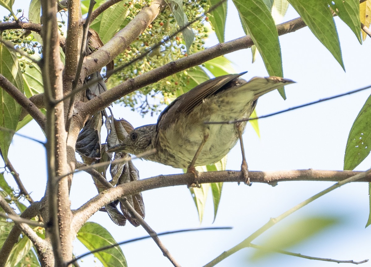 Pale-breasted Thrush - ML633342689