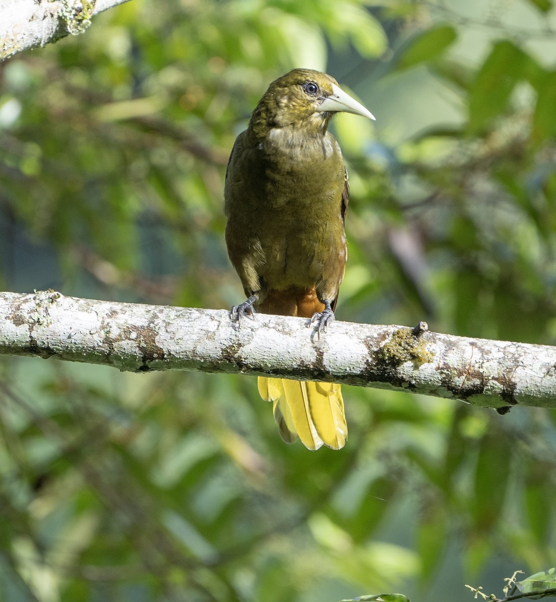 Dusky-green Oropendola - ML633342698