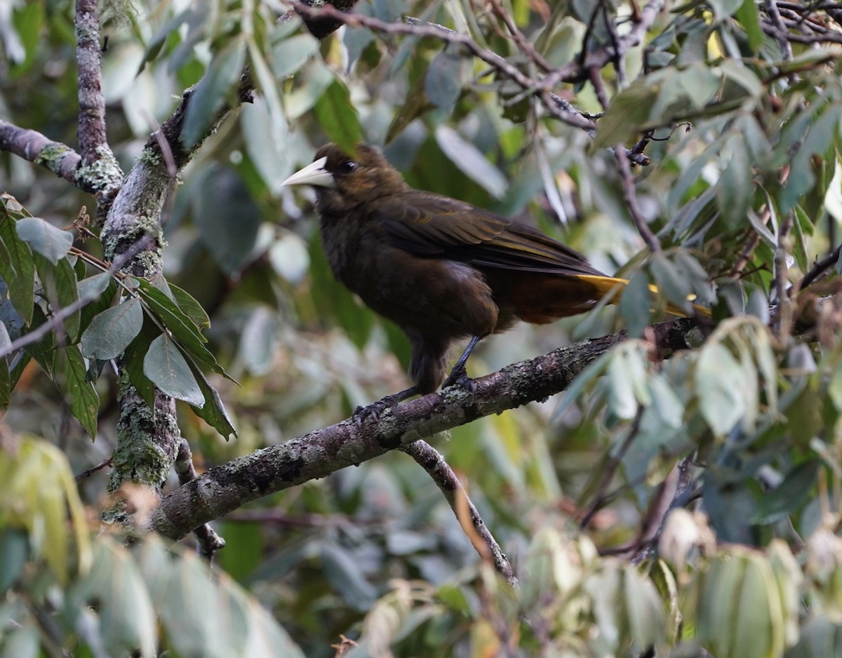 Dusky-green Oropendola - ML633342699