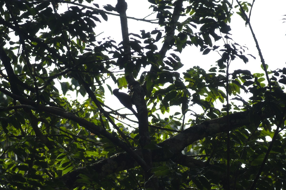 Curve-billed Scythebill - ML633342719