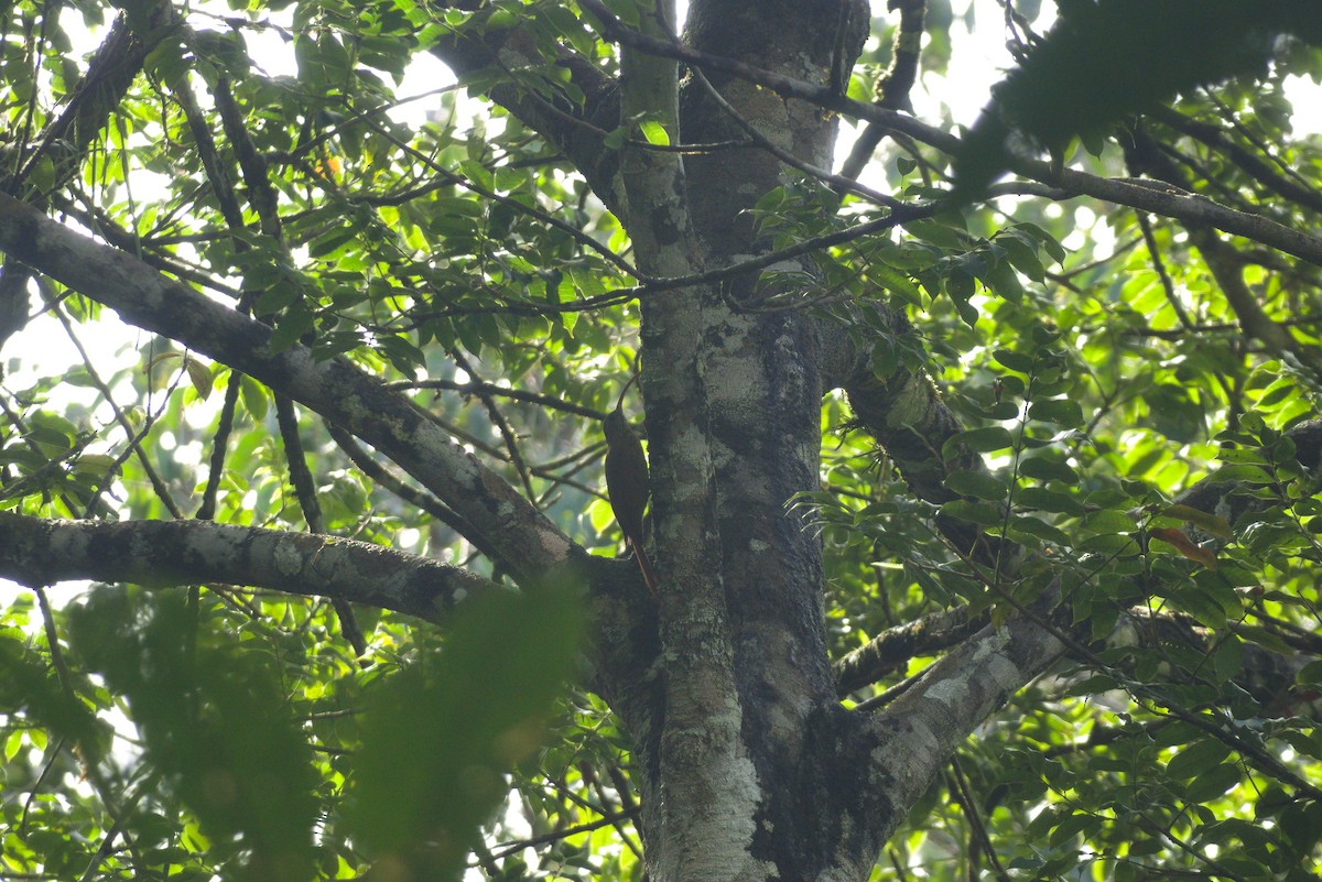 Curve-billed Scythebill - ML633342720
