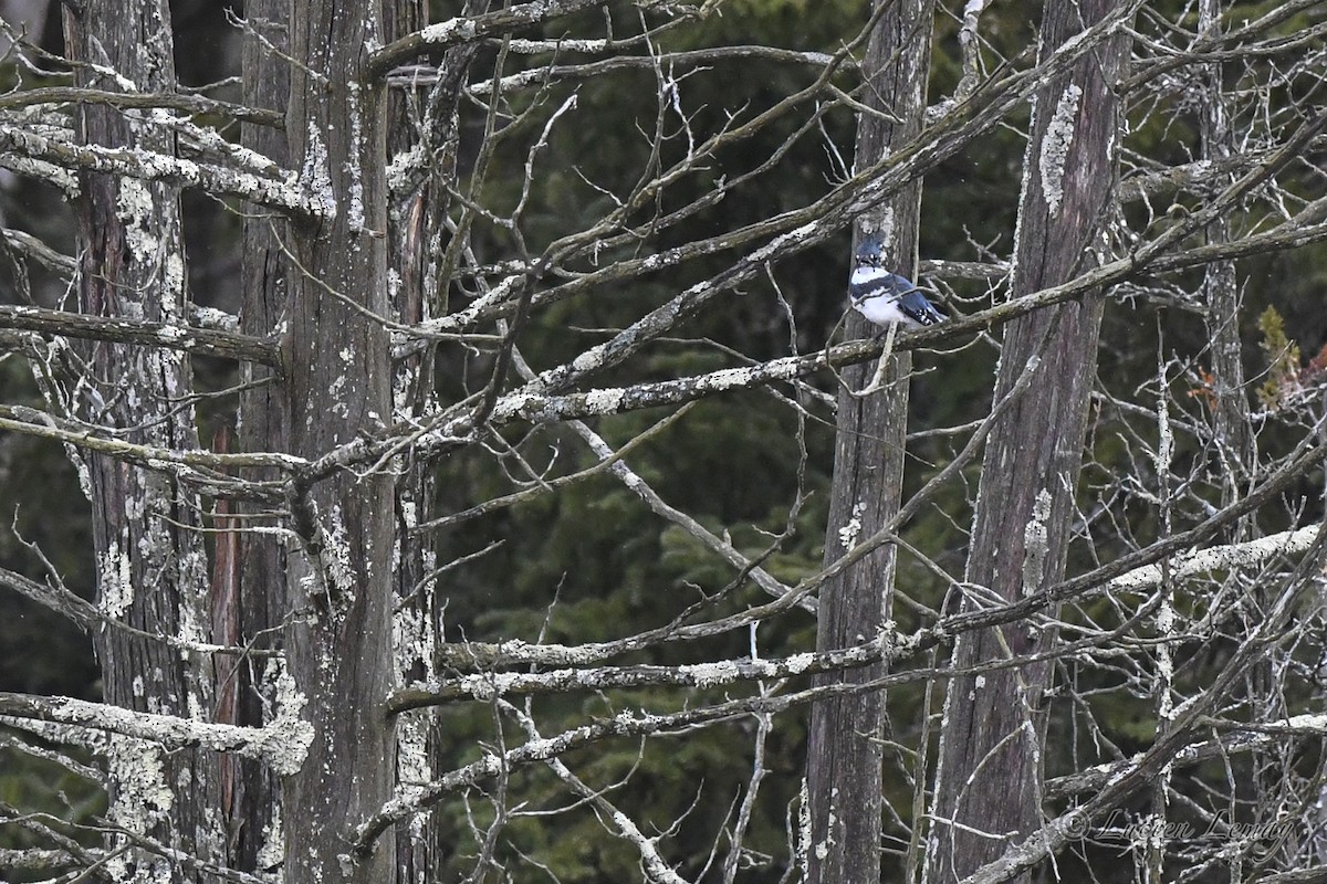Belted Kingfisher - ML633342722