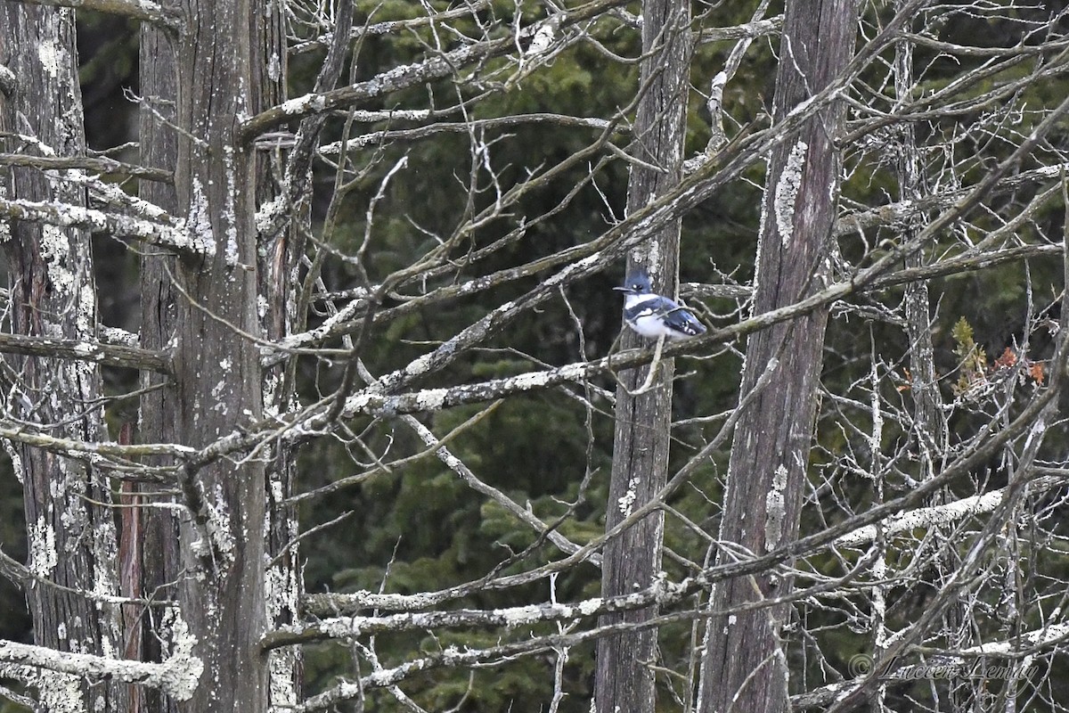 Belted Kingfisher - ML633342728
