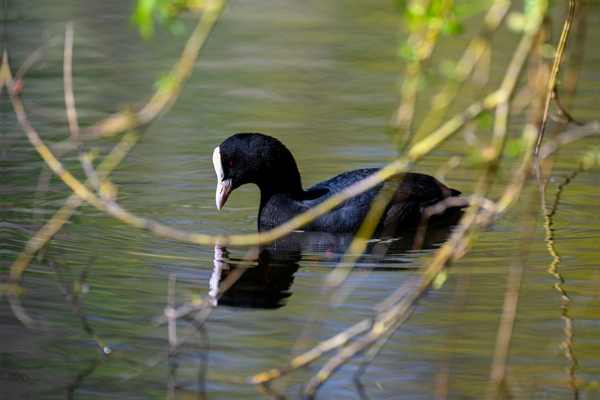 Eurasian Coot - ML633342731
