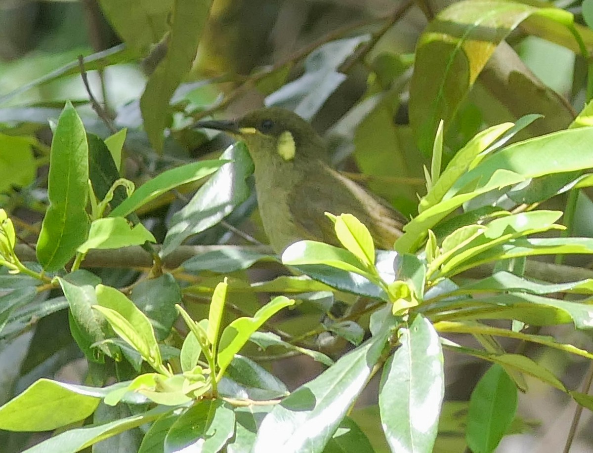 Cryptic Honeyeater - ML633342760