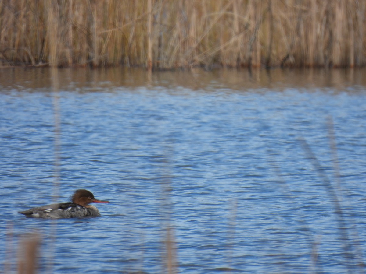 Сэвгэр бохио - ML633342782