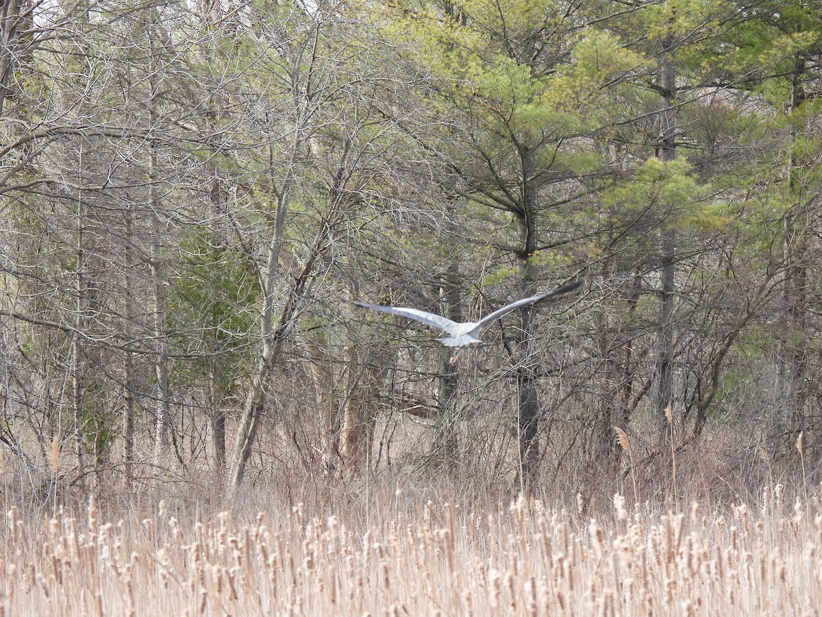 Great Blue Heron - ML633342805