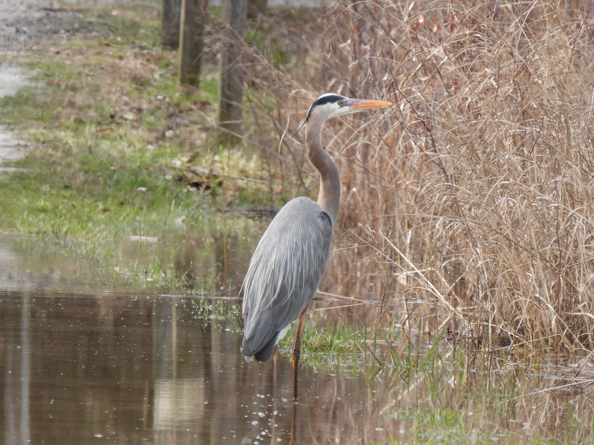Great Blue Heron - ML633342806