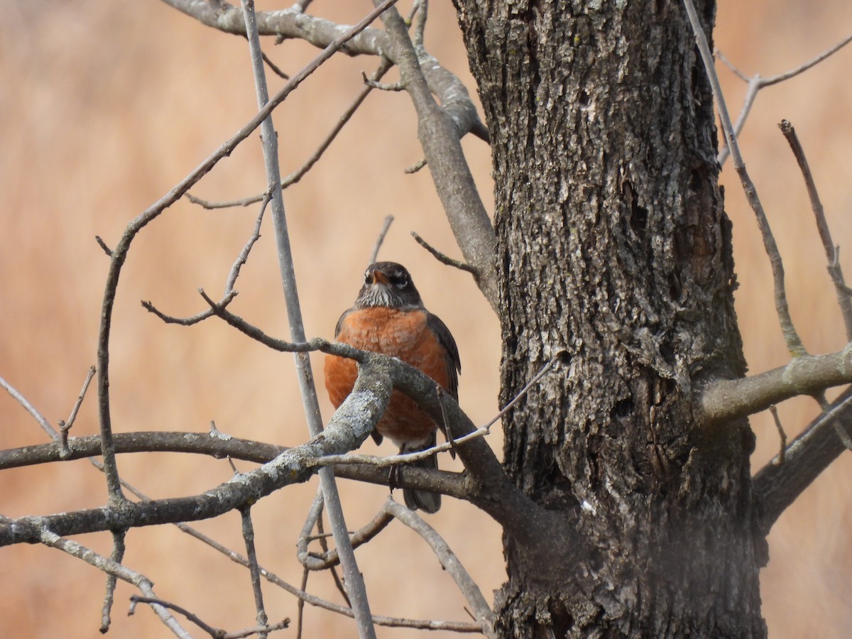 American Robin - ML633342828