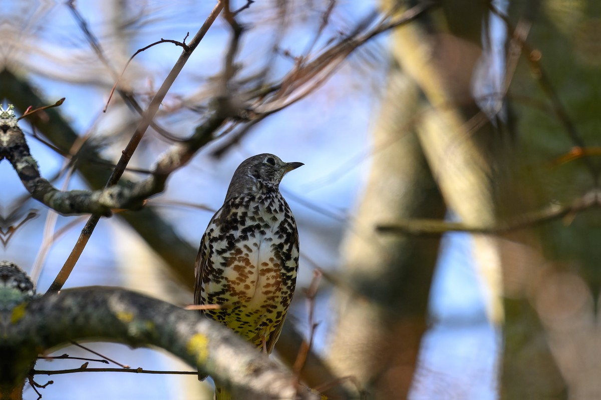 Mistle Thrush - ML633342835