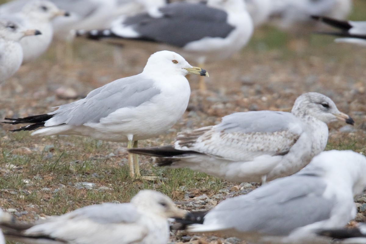 Ring-billed Gull - ML633342845