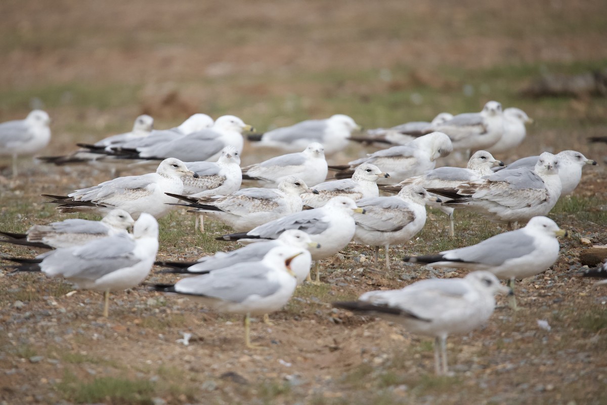 Ring-billed Gull - ML633342853