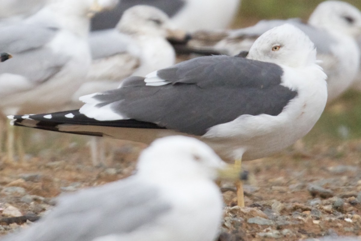 Lesser Black-backed Gull - ML633342867