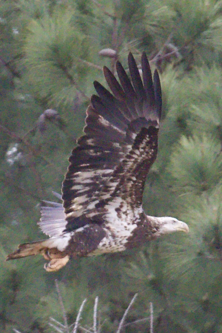Bald Eagle - ML633342893