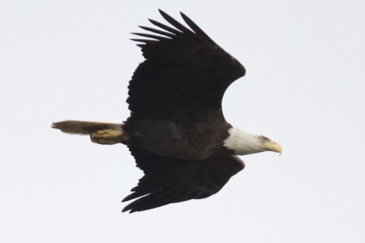Bald Eagle - ML633342895
