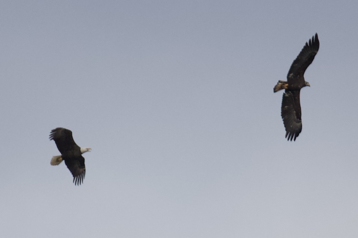 Bald Eagle - ML633342896