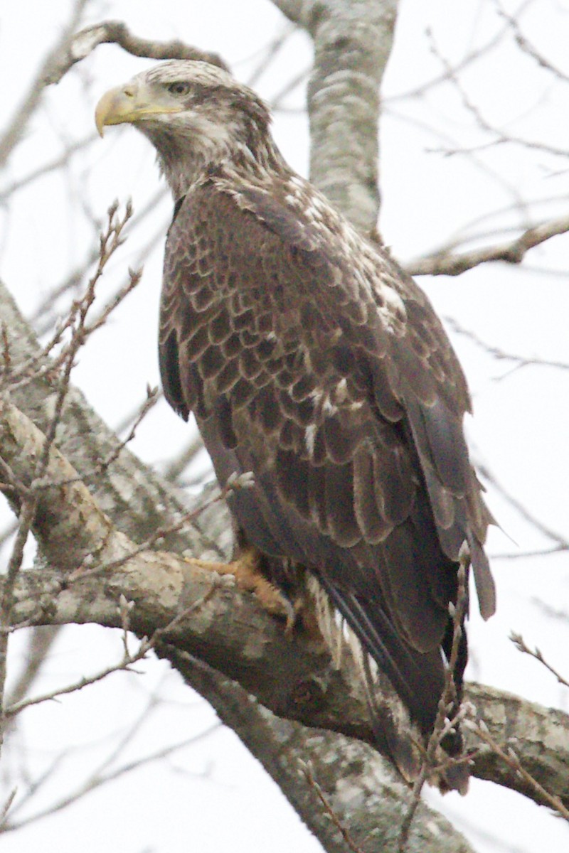 Bald Eagle - ML633342897