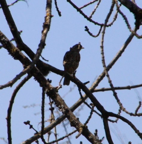 Бужмаг хөөндэй - ML633342904