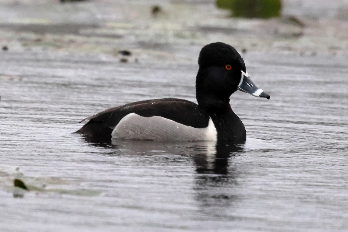 Ring-necked Duck - ML633342949