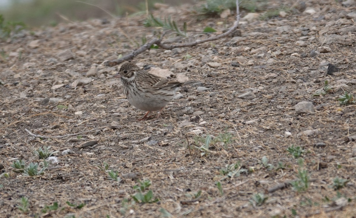 Vesper Sparrow - ML633342950