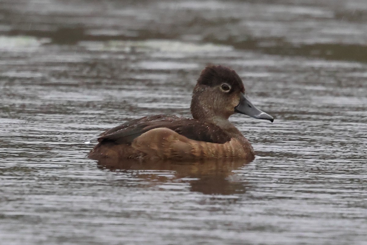 Ring-necked Duck - ML633342951
