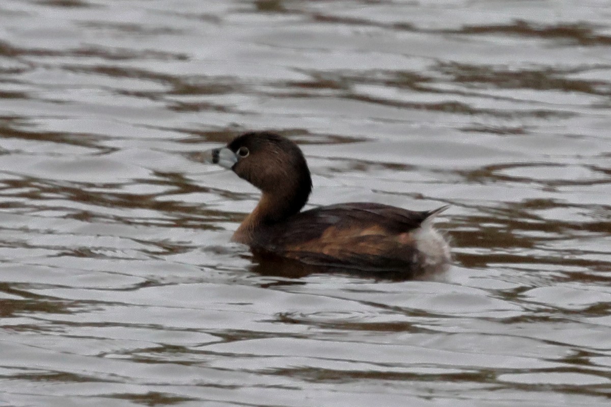 Pied-billed Grebe - ML633342956
