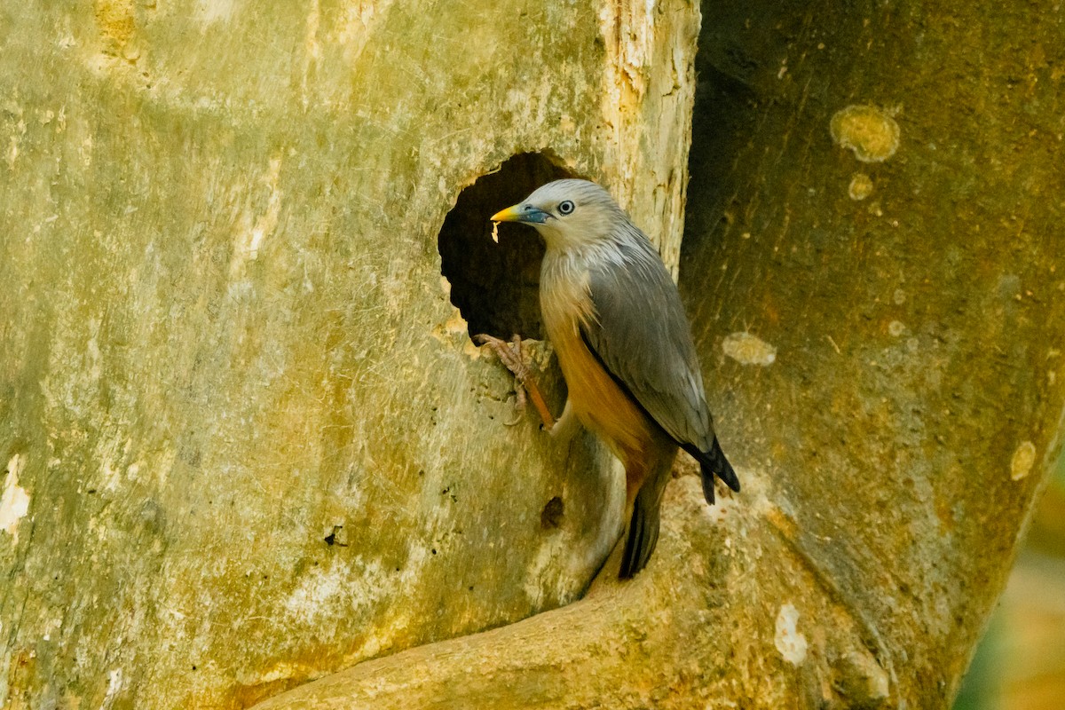 Étourneau à tête grise - ML633342962