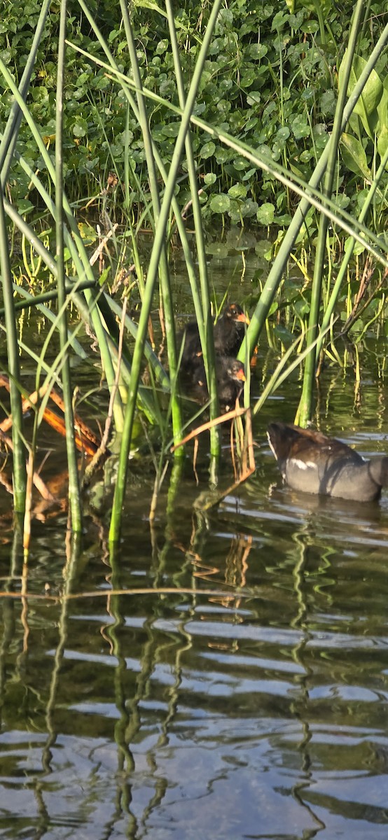 Common Gallinule - ML633343009