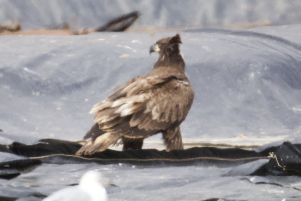 Bald Eagle - ML633343019