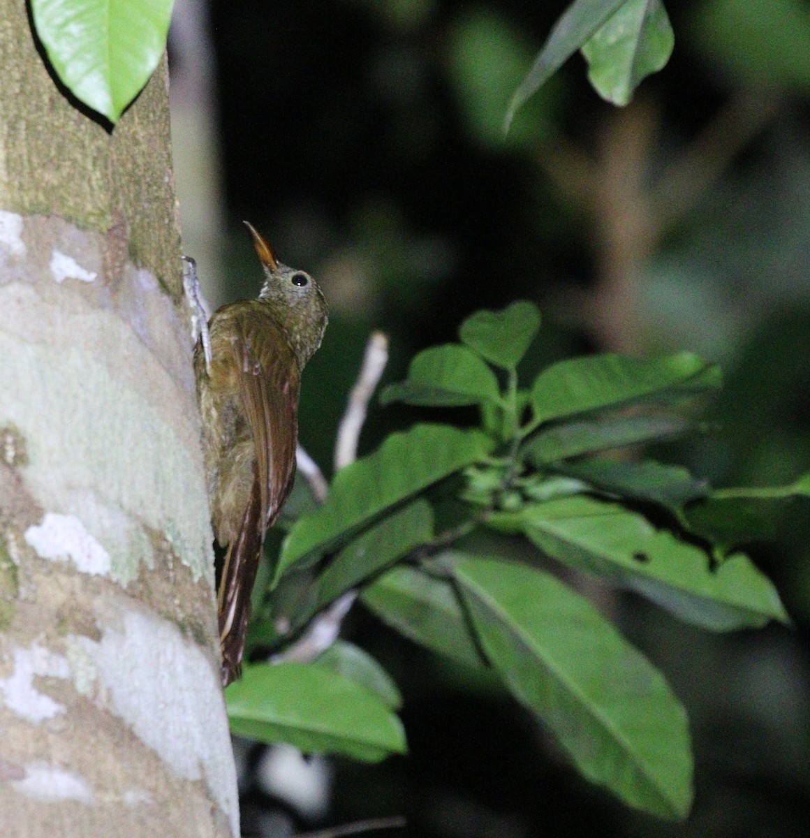 Amazonian Barred-Woodcreeper (Plain-colored) - ML633343030